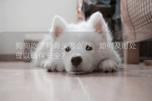 狗狗吃了鴨骨頭怎么辦，如何及時(shí)處理以確保安全？