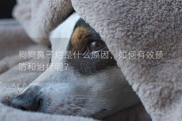 狗狗鼻子爛是什么原因，如何有效預防和治療呢？