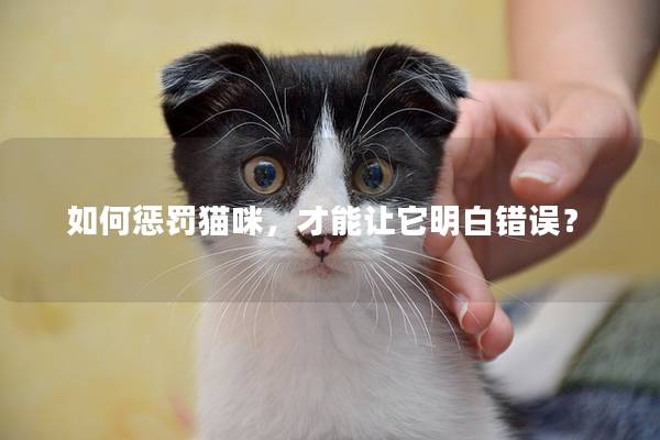 如何懲罰貓咪，才能讓它明白錯誤？