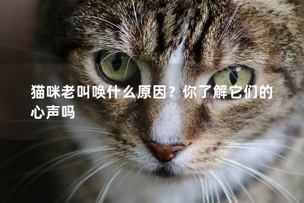 貓咪老叫喚什么原因？你了解它們的心聲嗎