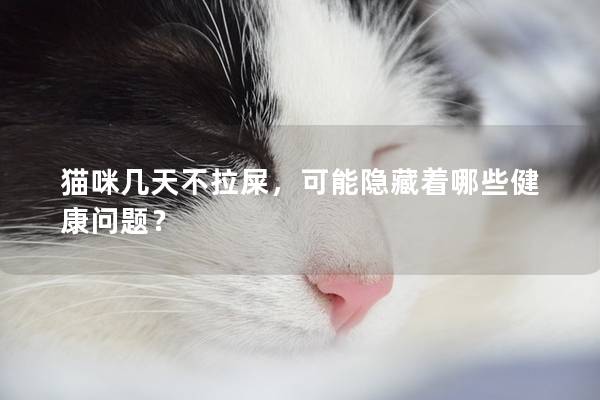 貓咪幾天不拉屎，可能隱藏著哪些健康問題？
