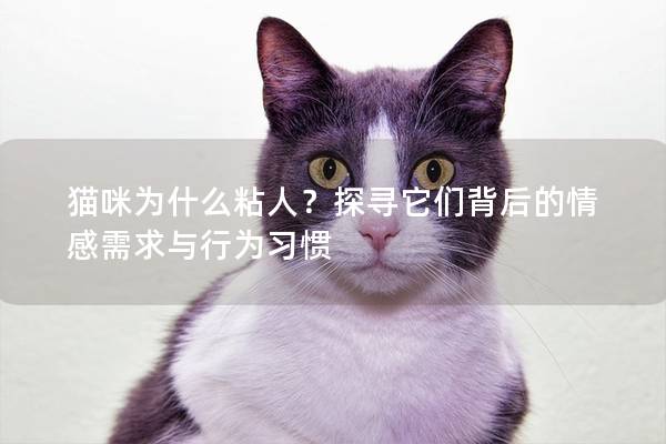 貓咪為什么粘人？探尋它們背后的情感需求與行為習慣