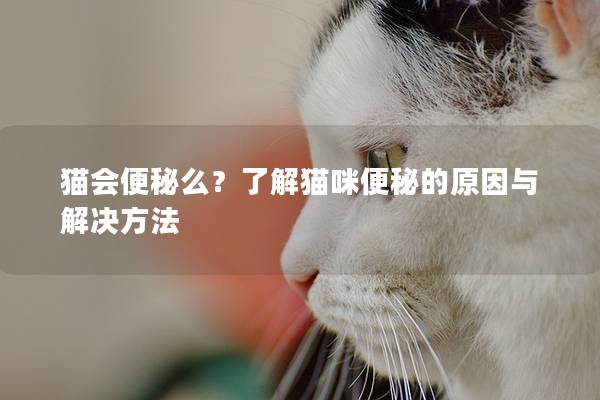 貓會便秘么？了解貓咪便秘的原因與解決方法