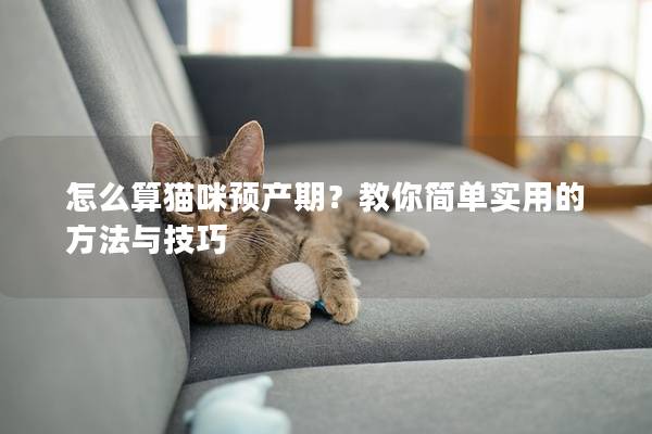 怎么算貓咪預產期？教你簡單實用的方法與技巧
