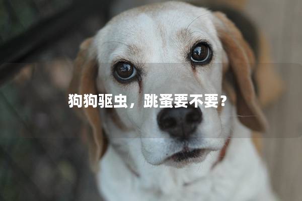 狗狗驅蟲，跳蚤要不要？