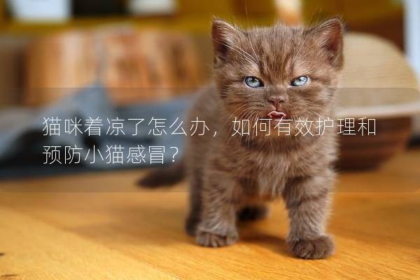 貓咪著涼了怎么辦，如何有效護理和預防小貓感冒？
