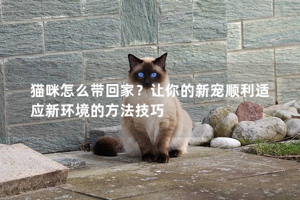 貓咪怎么帶回家？讓你的新寵順利適應(yīng)新環(huán)境的方法技巧