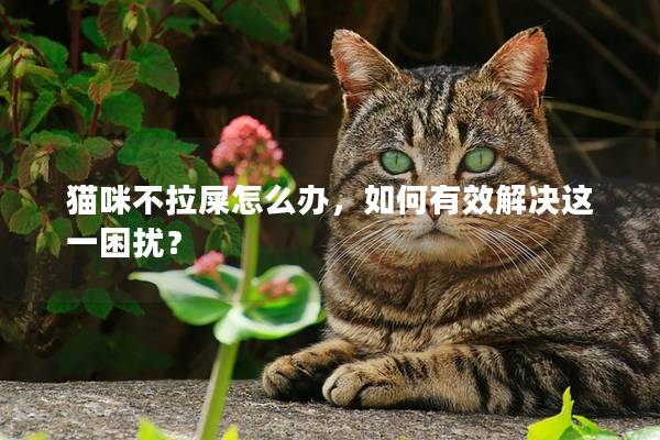 貓咪不拉屎怎么辦，如何有效解決這一困擾？