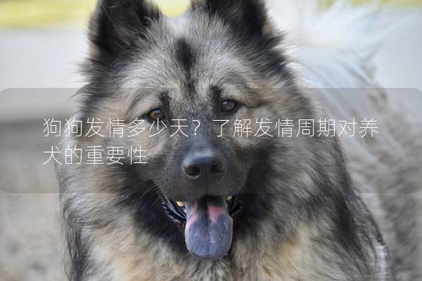 狗狗發情多少天？了解發情周期對養犬的重要性