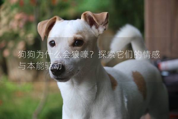 狗狗為什么會狼嚎？探索它們的情感與本能驅動