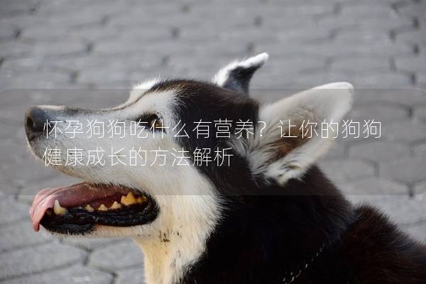 懷孕狗狗吃什么有營養？讓你的狗狗健康成長的方法解析