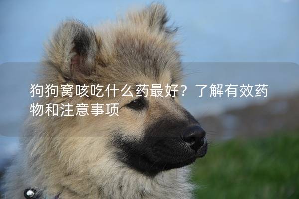 狗狗窩咳吃什么藥最好？了解有效藥物和注意事項
