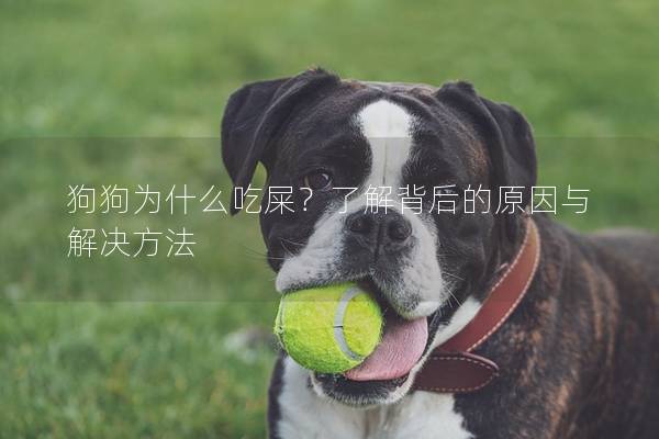 狗狗為什么吃屎？了解背后的原因與解決方法