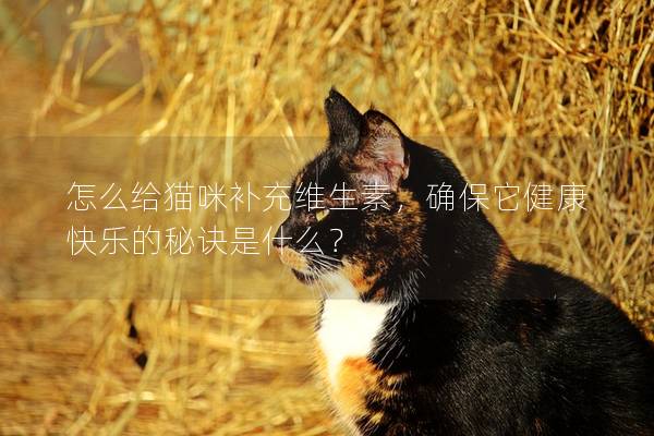 怎么給貓咪補充維生素，確保它健康快樂的秘訣是什么？