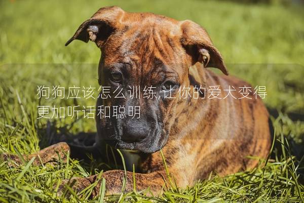 狗狗應該怎么訓練,讓你的愛犬變得更加聽話和聰明