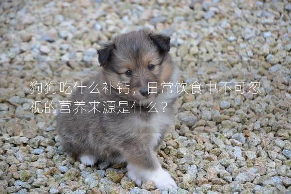 狗狗吃什么補鈣,日常飲食中不可忽視的營養(yǎng)來源是什么? 狗狗吃什么補鈣,日常飲食中不可忽視的營養(yǎng)來源是什么?