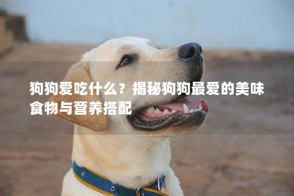 狗狗愛吃什么？揭秘狗狗最愛的美味食物與營養搭配