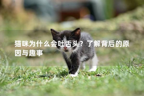 貓咪為什么會(huì)吐舌頭？了解背后的原因與趣事