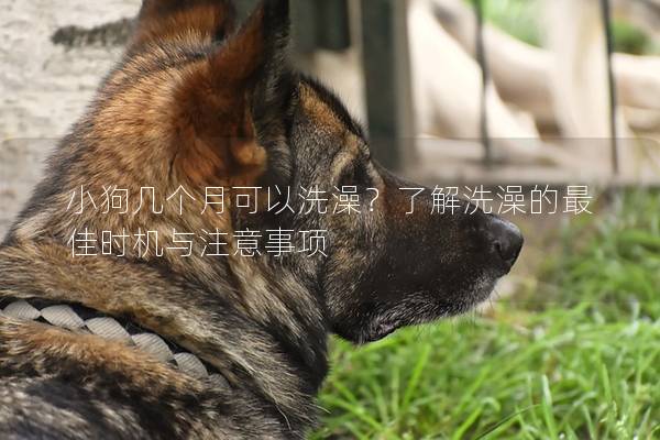 小狗幾個月可以洗澡?了解洗澡的最佳時機與注意事項 小狗幾個月可以洗澡?了解洗澡的最佳時機與注意事項