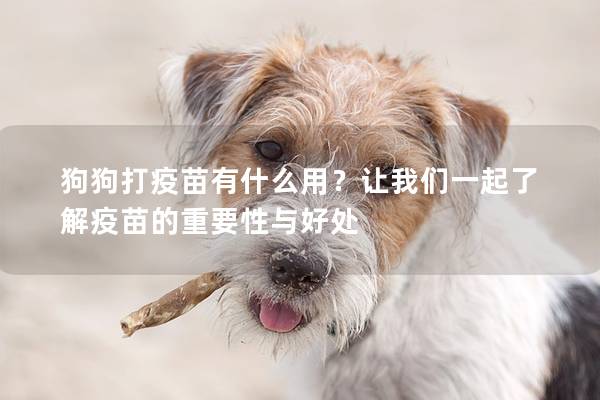 狗狗打疫苗有什么用？讓我們一起了解疫苗的重要性與好處