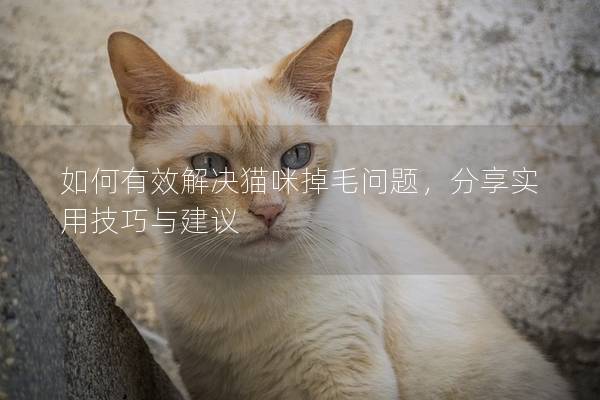 如何有效解決貓咪掉毛問題，分享實用技巧與建議