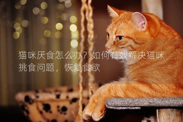 貓咪厭食怎么辦？如何有效解決貓咪挑食問題，恢復食欲