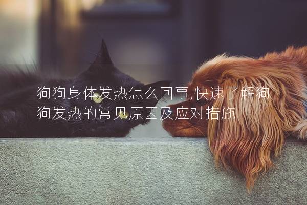 狗狗身體發熱怎么回事,快速了解狗狗發熱的常見原因及應對措施