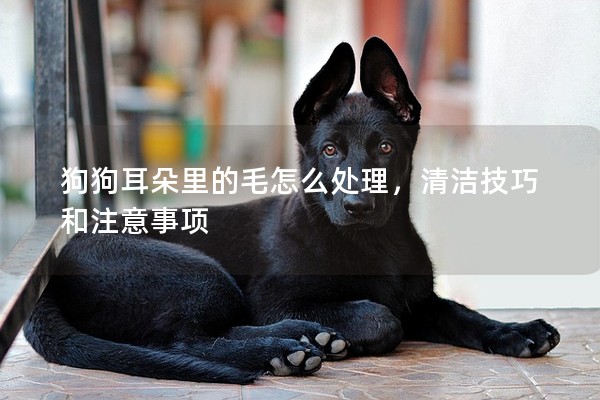 狗狗耳朵里的毛怎么處理，清潔技巧和注意事項