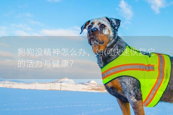 狗狗沒精神怎么辦，如何快速恢復(fù)它的活力與健康？