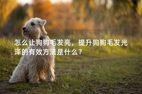 怎么讓狗狗毛發亮，提升狗狗毛發光澤的有效方法是什么？