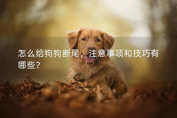 怎么給狗狗斷尾,注意事項(xiàng)和技巧有哪些? 怎么給狗狗斷尾,注意事項(xiàng)和技巧有哪些?