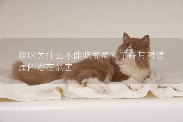 貓咪為什么不能吃葡萄？了解其對健康的潛在危害