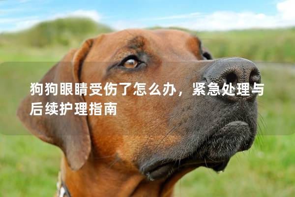 狗狗眼睛受傷了怎么辦，緊急處理與后續(xù)護(hù)理指南