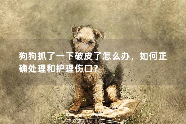 狗狗抓了一下破皮了怎么辦，如何正確處理和護理傷口？