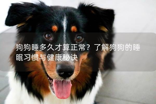 狗狗睡多久才算正常？了解狗狗的睡眠習(xí)慣與健康秘訣
