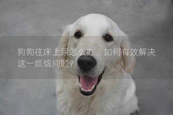 狗狗往床上尿怎么辦，如何有效解決這一煩惱問題？