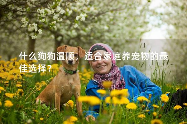 什么狗狗溫順，適合家庭養(yǎng)寵物的最佳選擇？