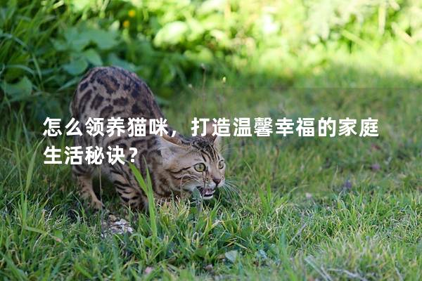 怎么領養貓咪，打造溫馨幸福的家庭生活秘訣？