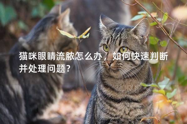 貓咪眼睛流膿怎么辦，如何快速判斷并處理問題？