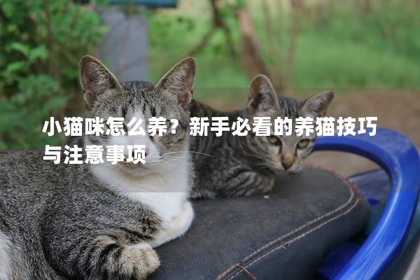 小貓咪怎么養？新手必看的養貓技巧與注意事項