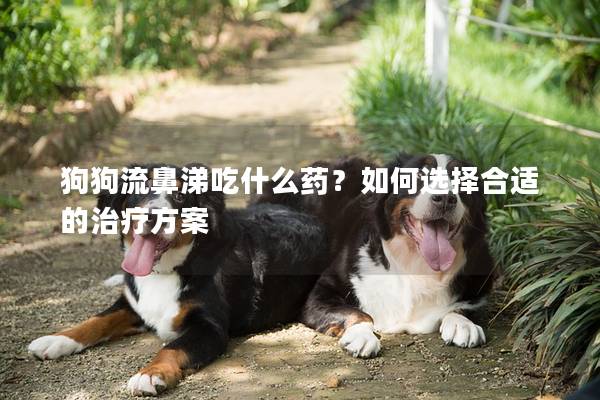 狗狗流鼻涕吃什么藥？如何選擇合適的治療方案