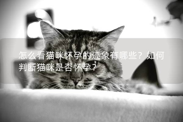 怎么看貓咪懷孕的跡象有哪些？如何判斷貓咪是否懷孕？