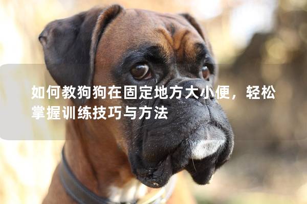 如何教狗狗在固定地方大小便，輕松掌握訓練技巧與方法