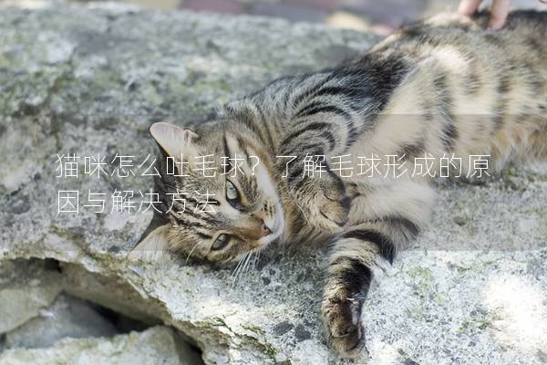 貓咪怎么吐毛球？了解毛球形成的原因與解決方法