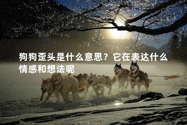 狗狗歪頭是什么意思？它在表達什么情感和想法呢