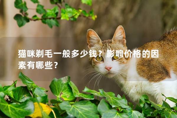 貓咪剃毛一般多少錢？影響價格的因素有哪些？