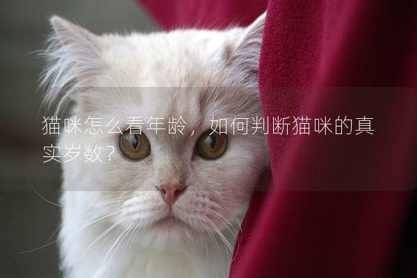 貓咪怎么看年齡，如何判斷貓咪的真實歲數？