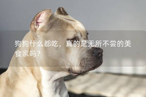狗狗什么都吃,真的是無所不嘗的美食家嗎? 狗狗什么都吃,真的是無所不嘗的美食家嗎?