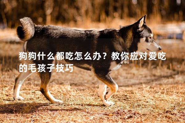 狗狗什么都吃怎么辦?教你應對愛吃的毛孩子技巧 狗狗什么都吃怎么辦?教你應對愛吃的毛孩子技巧
