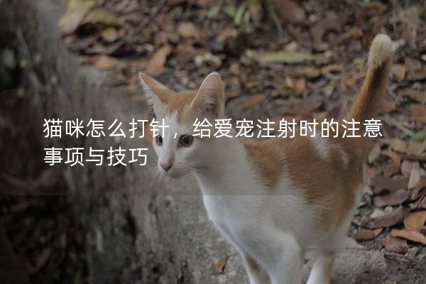 貓咪怎么打針，給愛寵注射時的注意事項與技巧